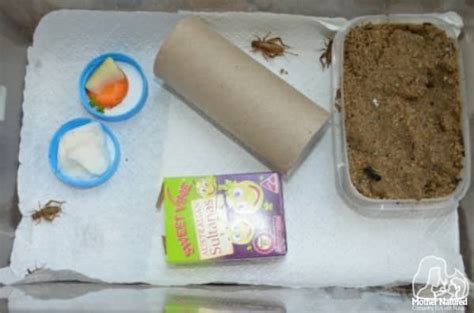 How to Keep a Cricket for a Pet.